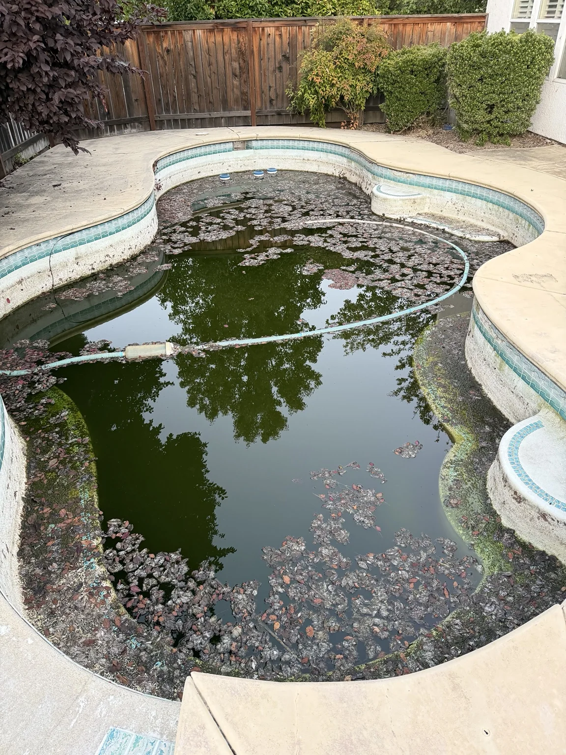 Severely neglected green pool with heavy debris before cleanup by Boyd's Pool Service